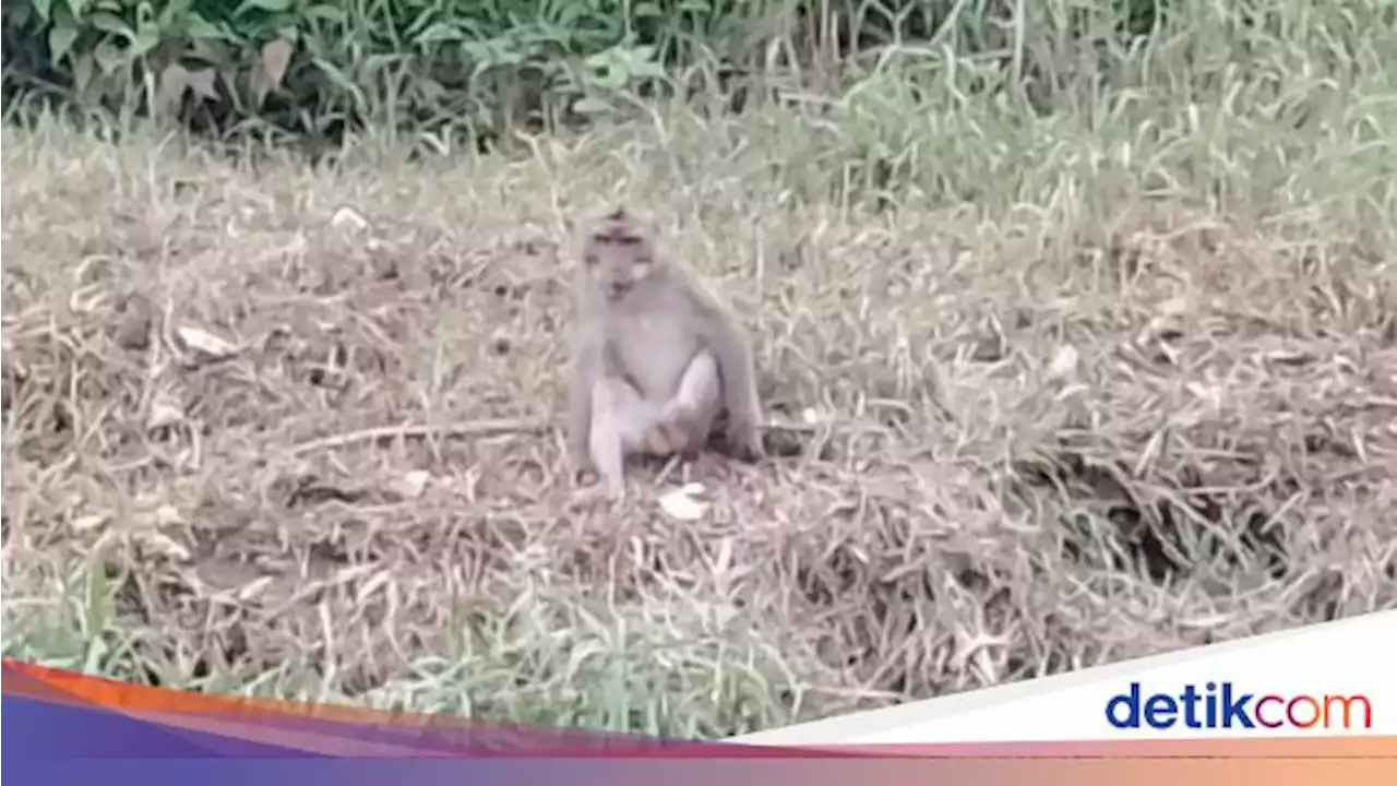 Monyet Liar Serang Bocah di Pasuruan, Korban Terluka Sekujur Tubuh