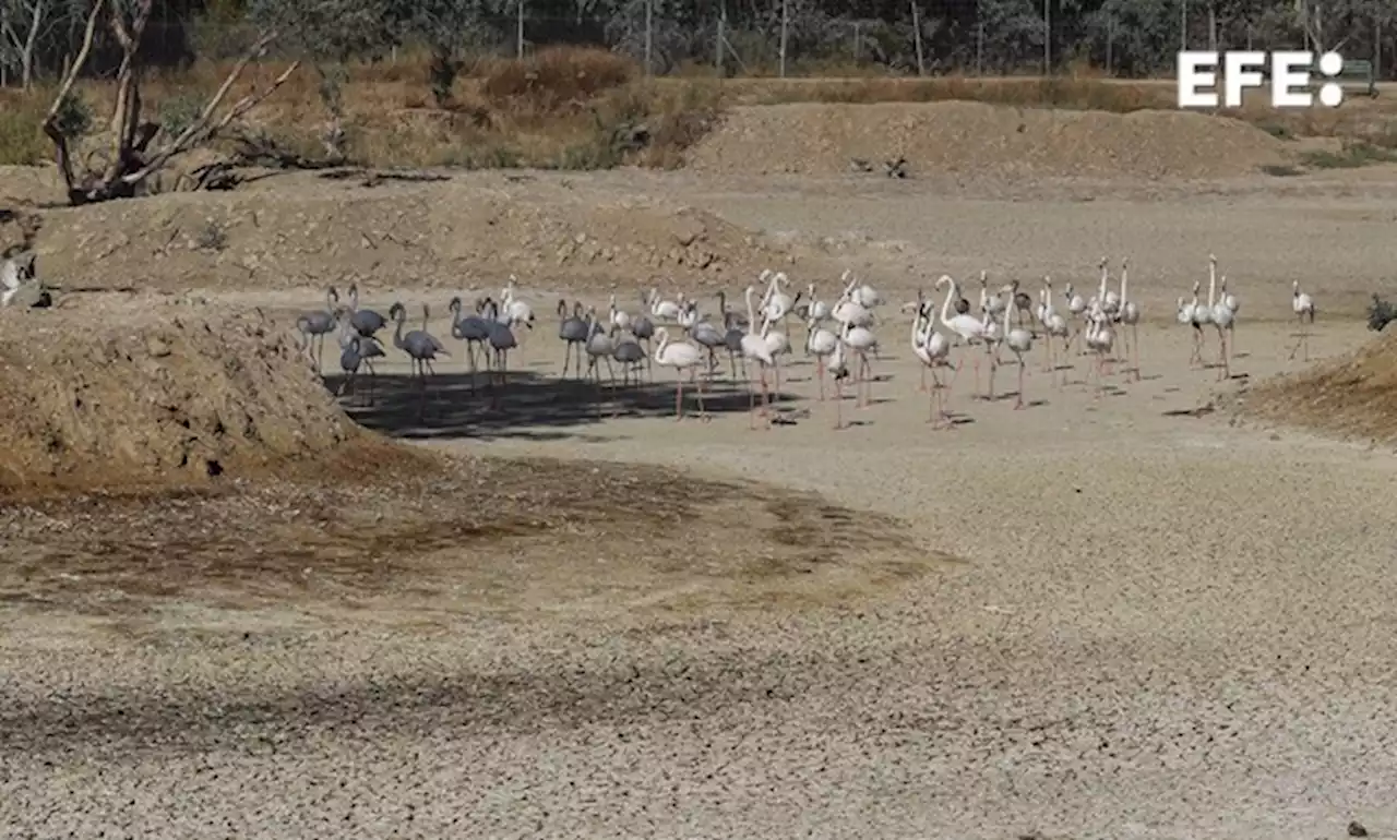 Más de la mitad de las lagunas de Doñana han desaparecido