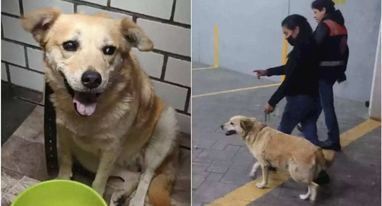 Reclaman a 'Miel', perrita rescatada en vías del Metro de la Línea A | El Universal