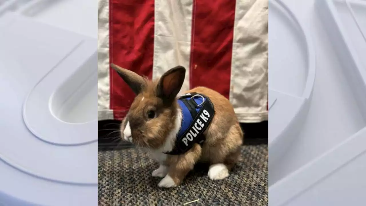 Bunny becomes police 'officer' in California