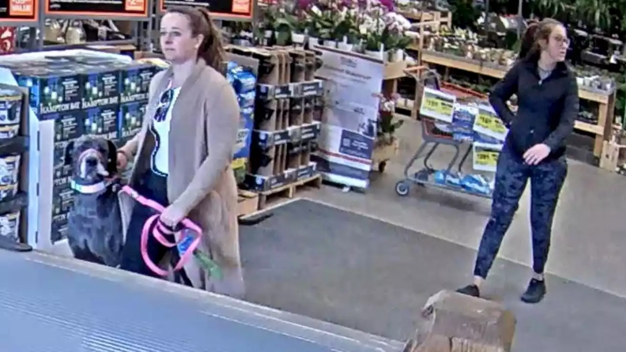 Colorado Home Depot customer attacked by dog, owner flees store