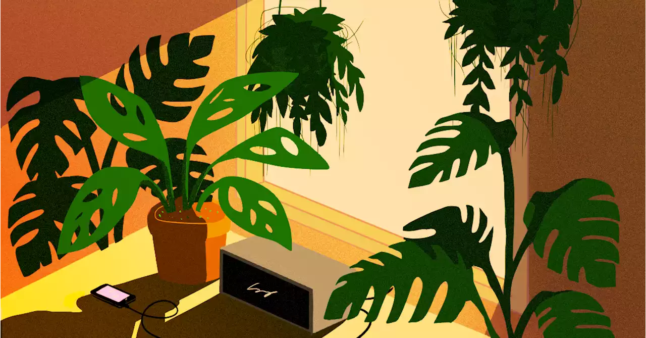 How growing my own house plants changed my life