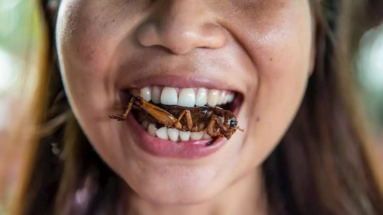 S’pore To Greenlight 16 Species Of Insects Including Crickets For Human Consumption This Year