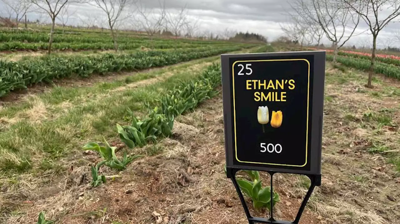 WA tulip farm introduces new tulip mixture in memory of Idaho murder victim Ethan Chapin