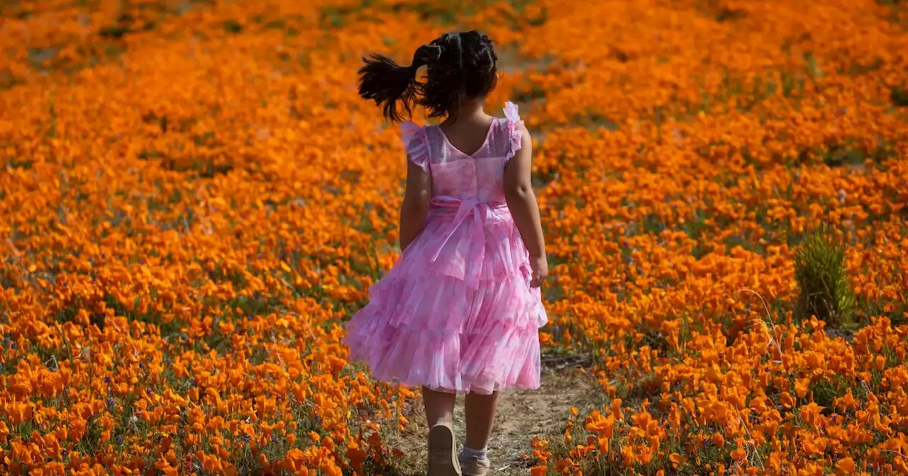 SoCal's big superbloom is here. See breathtaking photos and a map of where to go