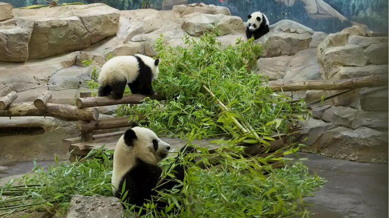 Les pandas du zoo de Beauval prolongent leur séjour en France