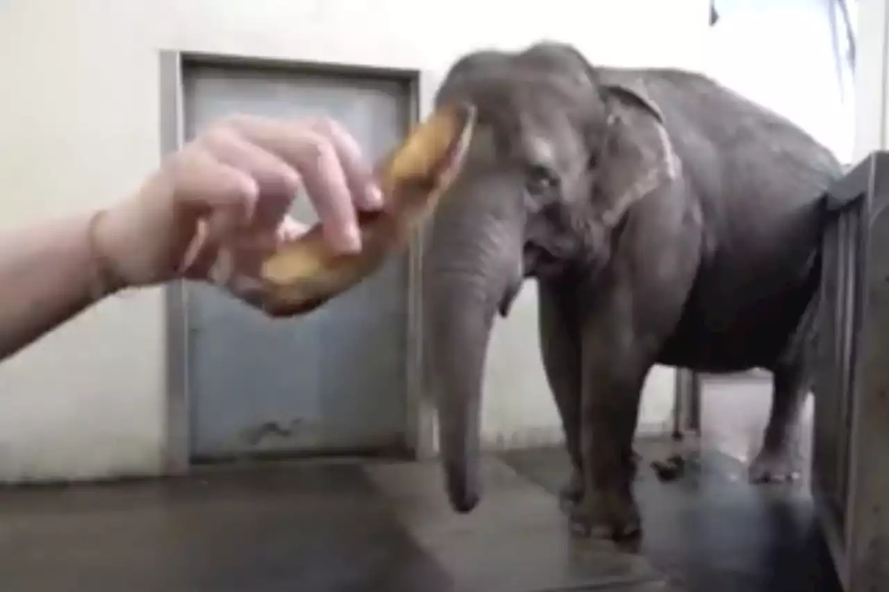 Watch an elephant peel a banana with her trunk in incredible first–of-its-kind footage