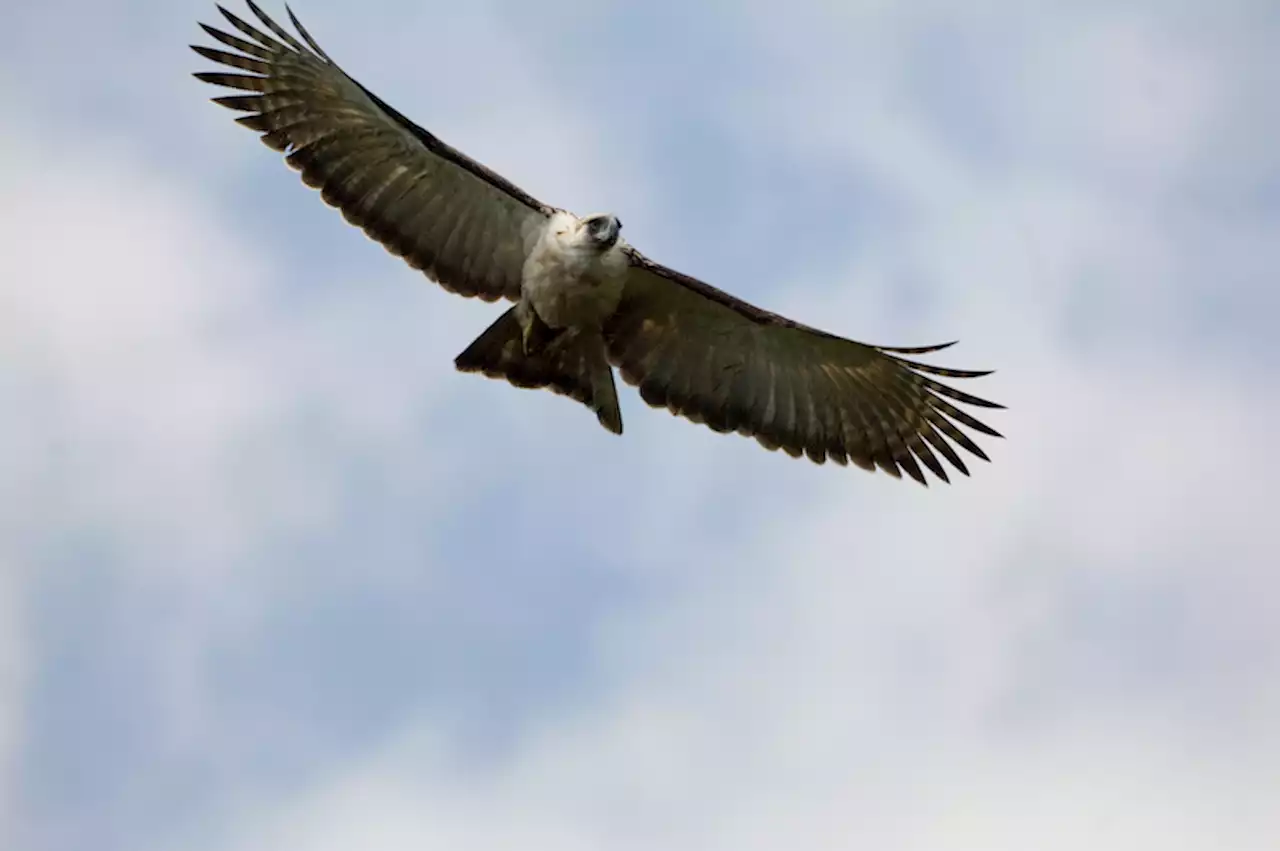 Philippine eagles get protection from high voltage bare wires