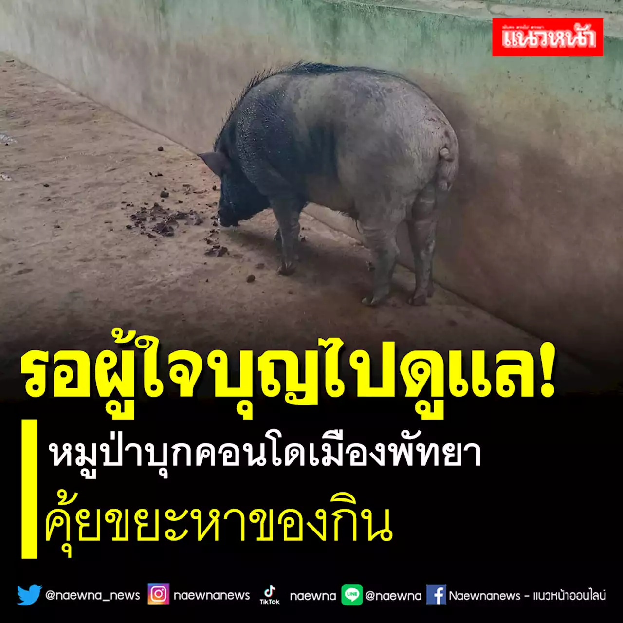 รอผู้ใจบุญไปดูแล! หมูป่าบุกคอนโดเมืองพัทยา คุ้ยขยะหาของกิน