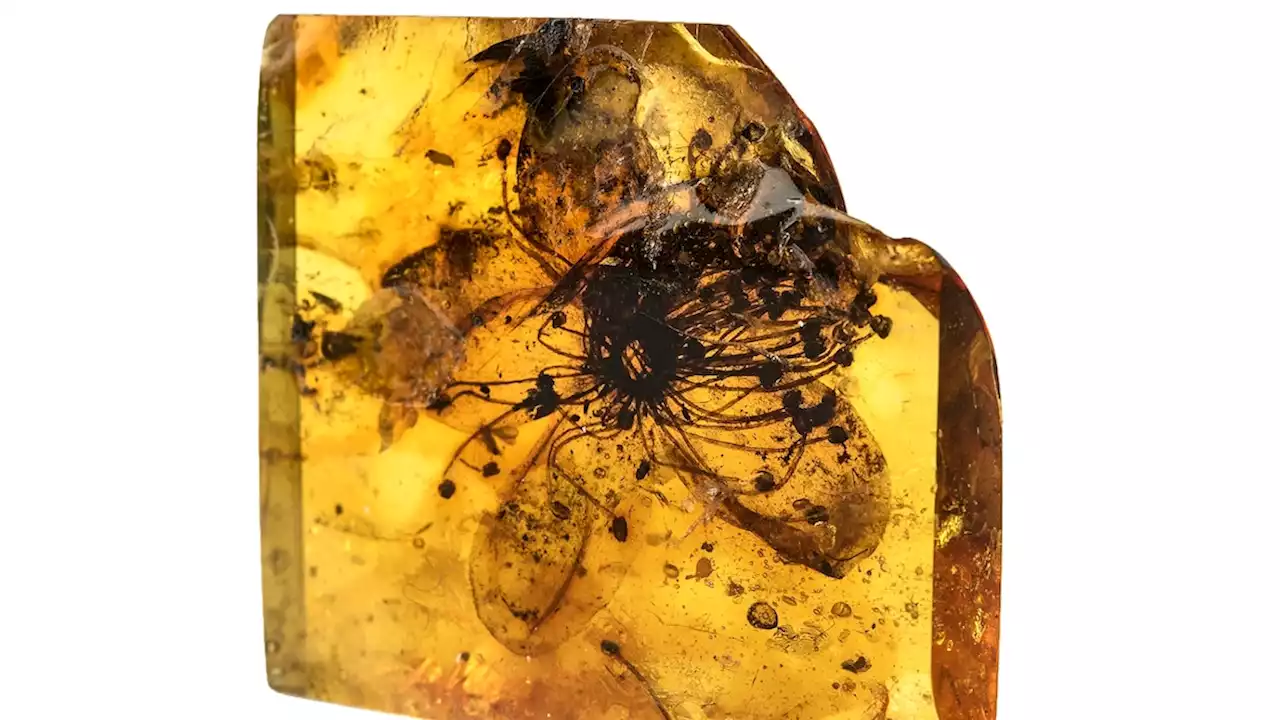 How amber creates exquisite fossils