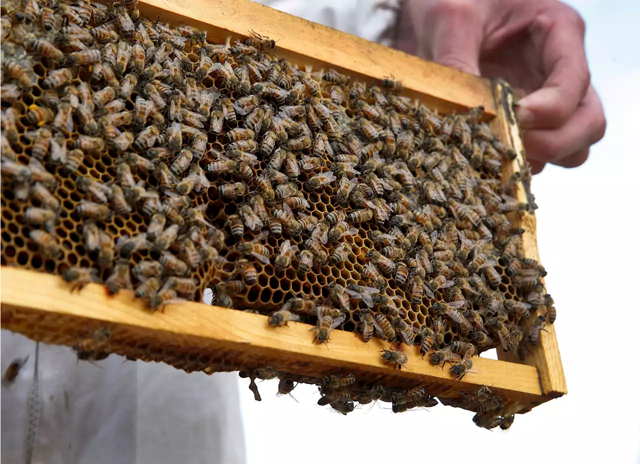 California Storms Hit Beekeepers, But Honey Outlook's Sweet