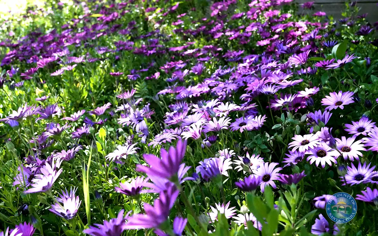 ‘Extraordinary' Super Bloom Expected in Santa Clara County Parks