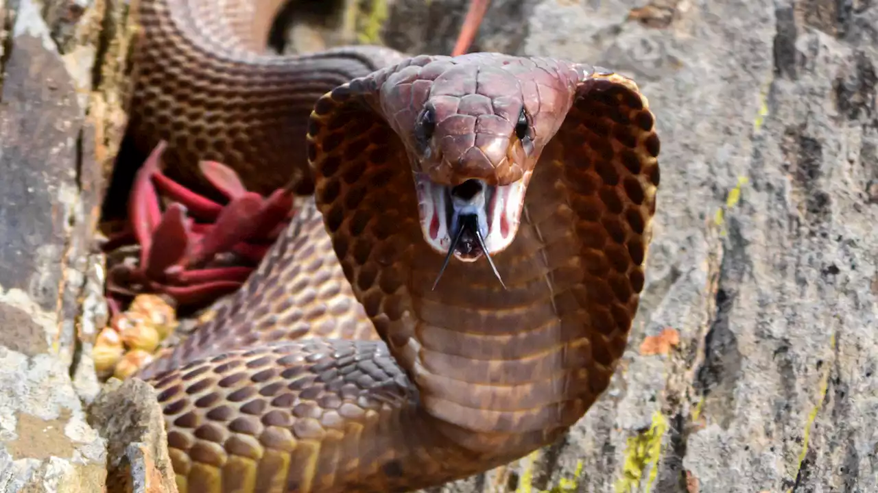 Pilot Forced to Make Emergency Landing After Finding Venomous Cobra Under Seat