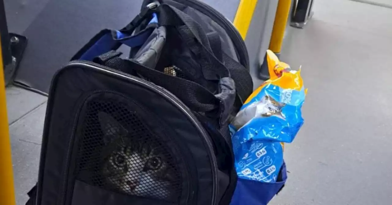 Final feliz para gatito encontrado en Transmilenio dentro de una maleta y con comida