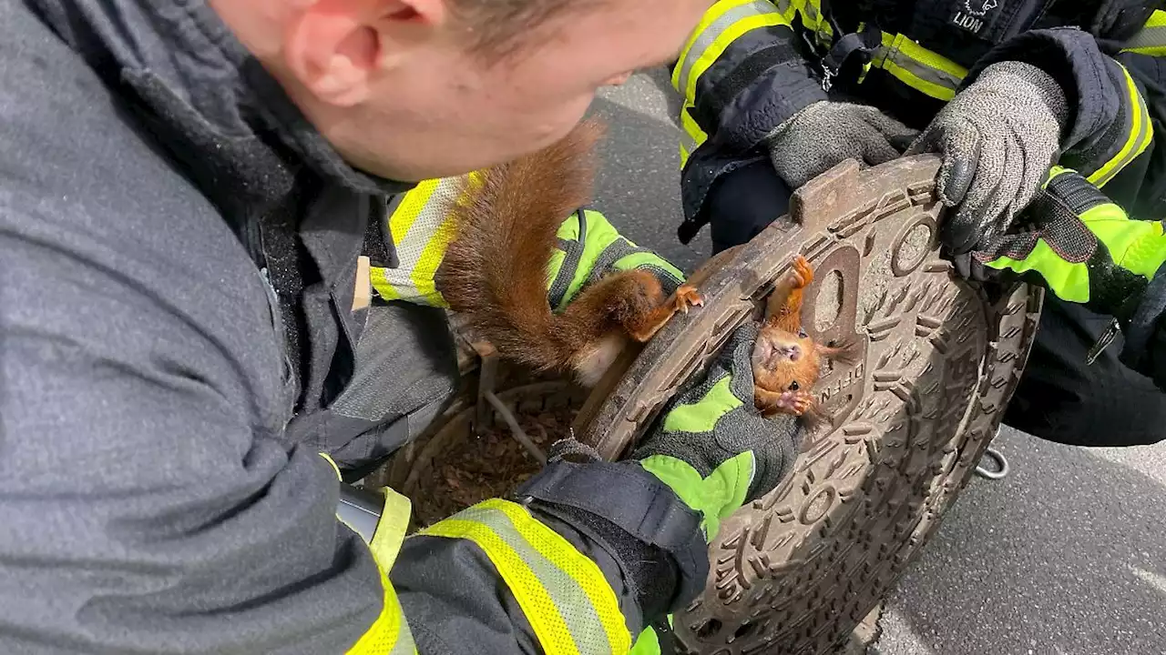 Eichhörnchen steckt in Gullydeckel fest