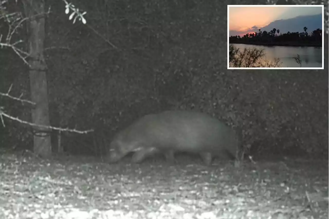 ‘Mystery animal’ caught on camera in Rio Grande Valley leaves park officials stumped