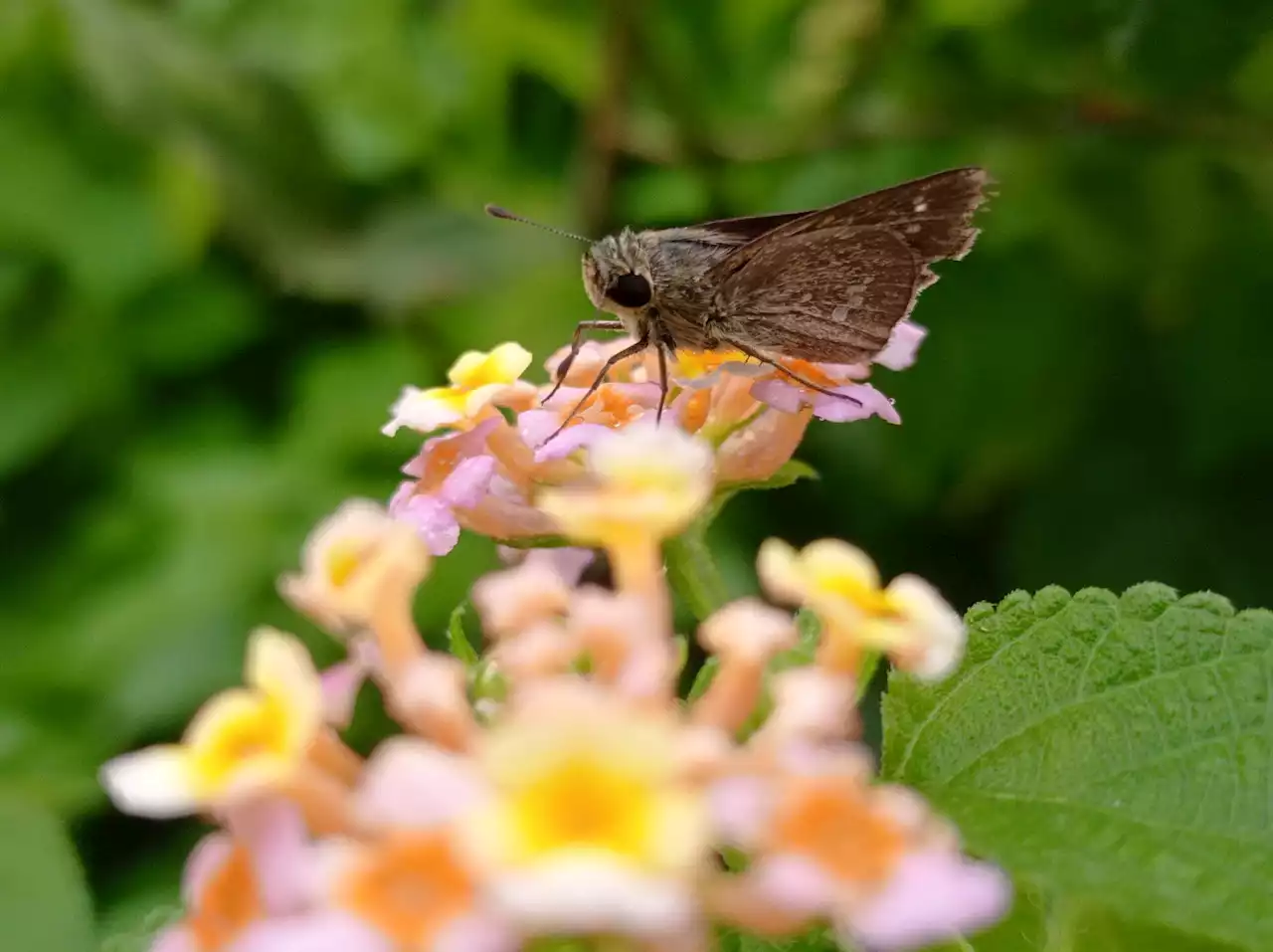 Engineered plants produce sex perfume to trick pests and replace pesticides