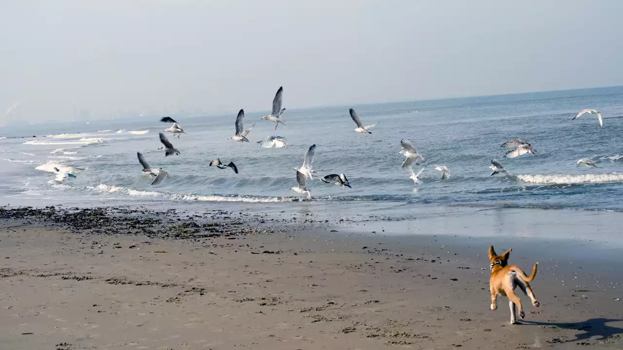 Dog's are a human's best friend—and a shorebird's worst enemy