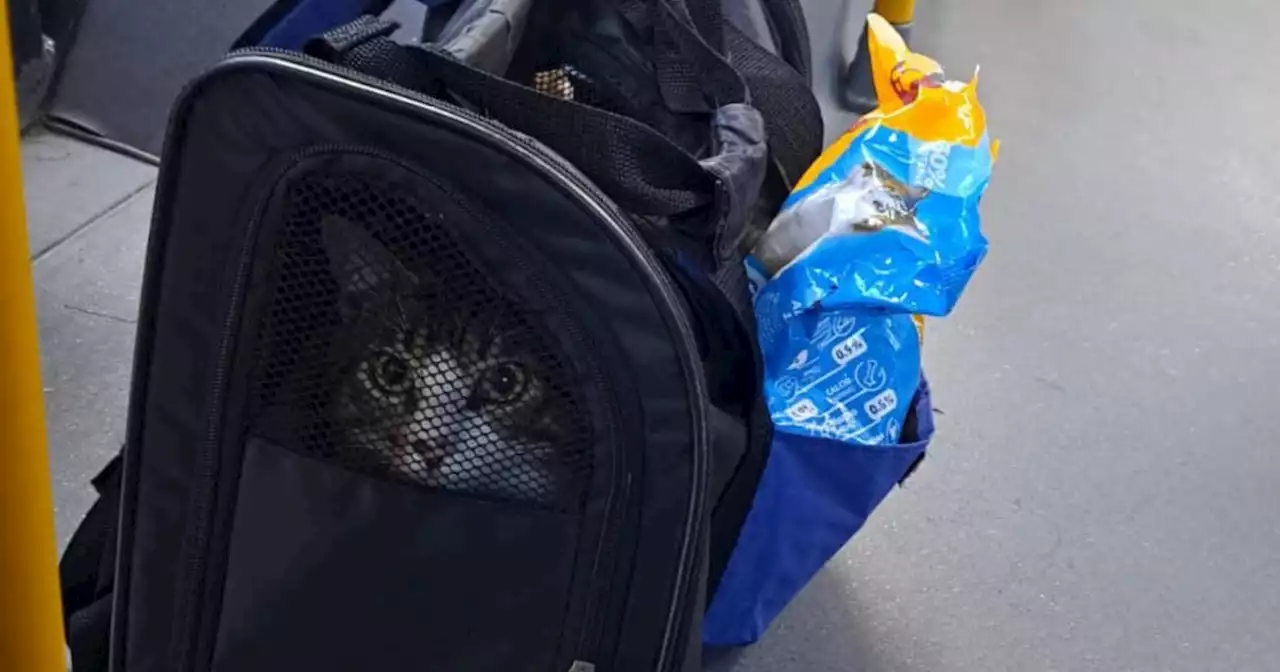 Abandonaron a gatico en un bus de Transmilenio y, como el dueño no apareció, el conductor lo adoptó