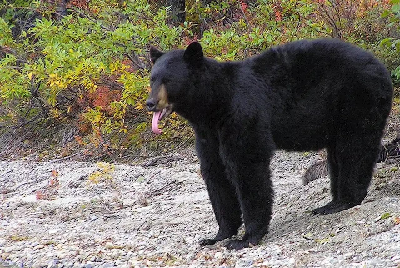 Beruang Hitam dan Winnie the Pooh Jadi Simbol Perlawanan Taiwan Terhadap Cina |Republika Online