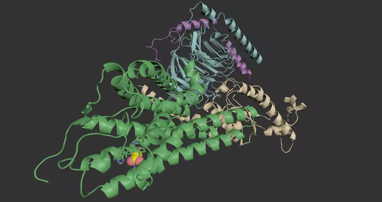 Descifrar el olfato: científicos crean primera imagen 3D de cómo una molécula activa un receptor de olor