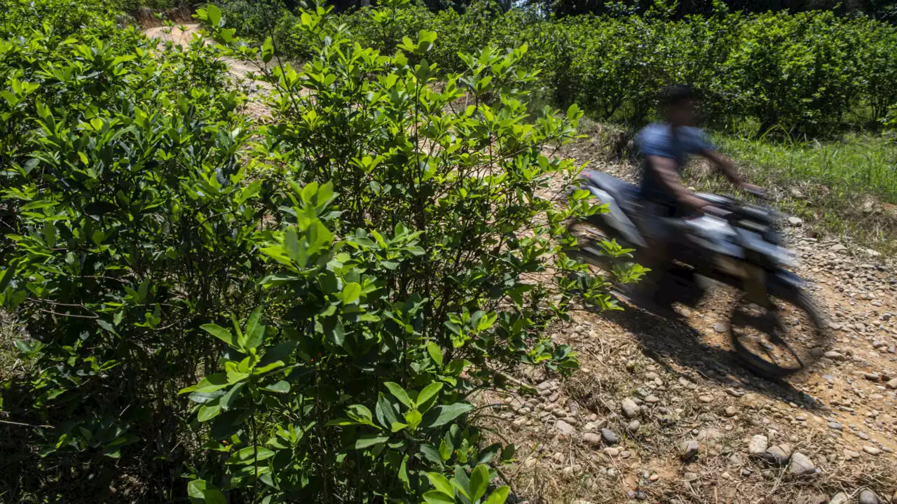 Au Pérou, un chef indigène connu pour sa lutte contre la coca a été assassiné