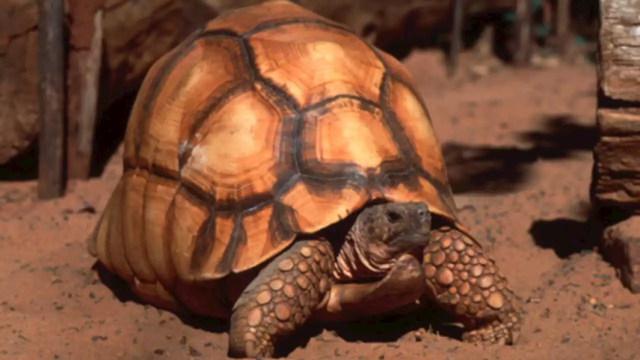 Madagascar: plusieurs interpellations après la saisie de tortues rares