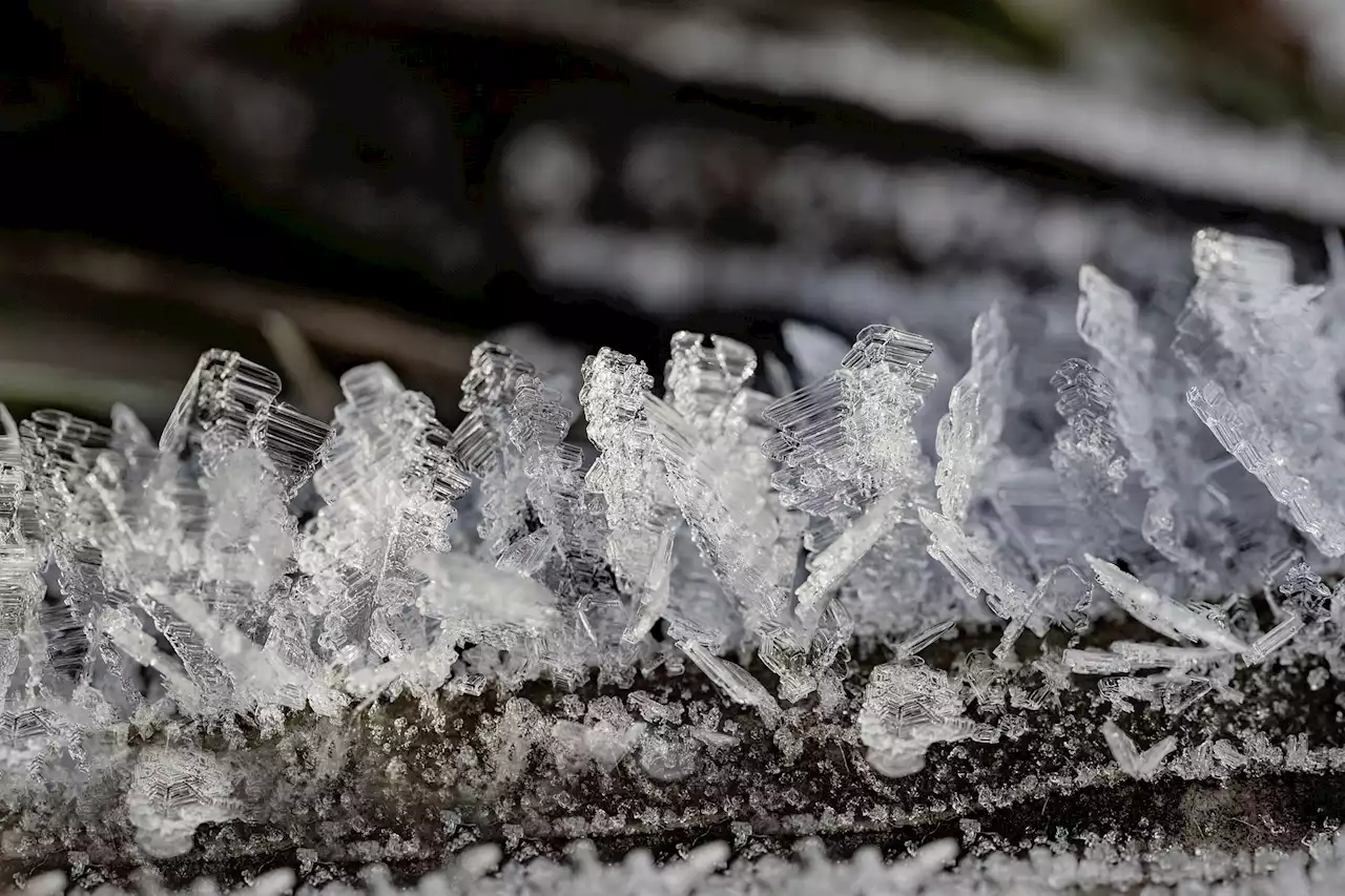 Bestand erst zwei Tage nach Frost kontrollieren - Schweizer Bauer