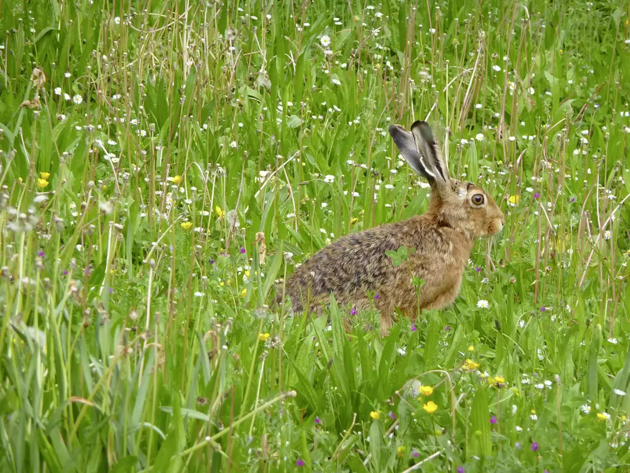 Das leise Verschwinden des Hasen - Schweizer Bauer