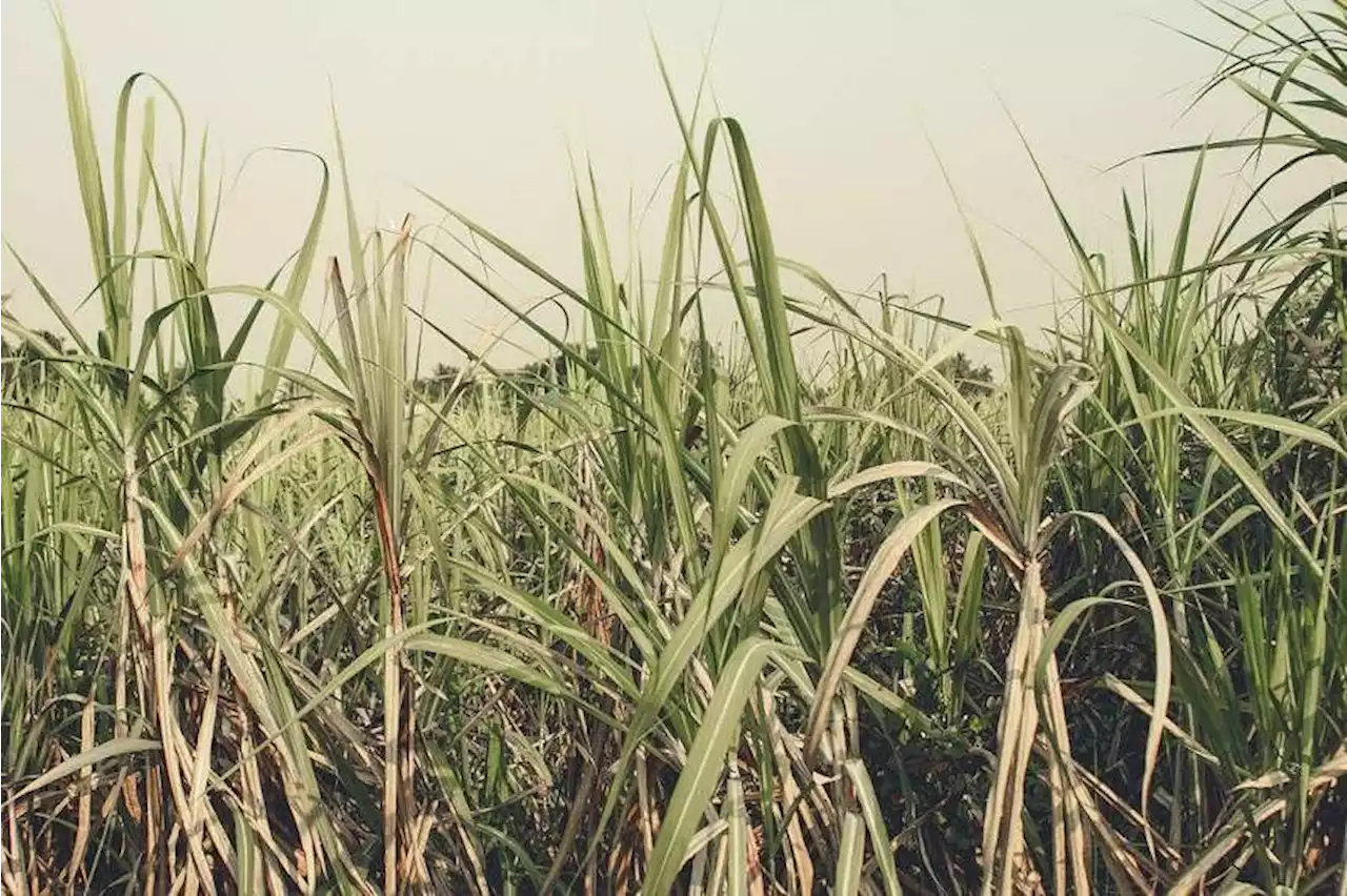 Indonesian police arrest man who left pregnant wife to die on sugar cane field