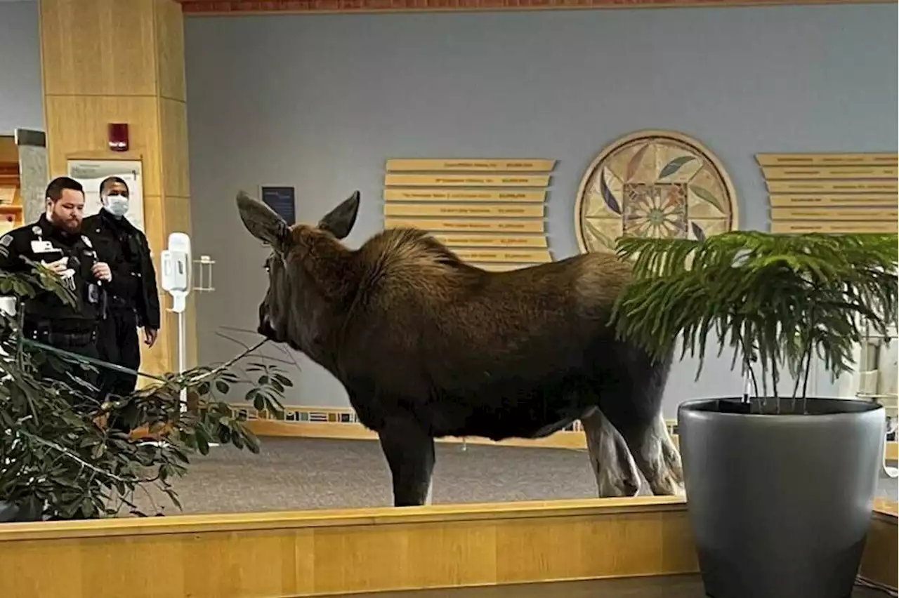 Moose feasts on lobby plants in Alaska hospital building - Terrace Standard