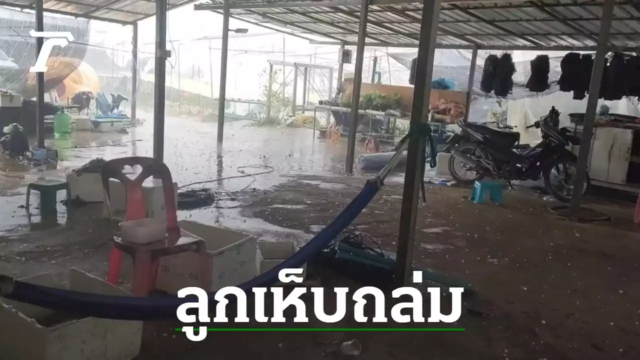 ขาวโพลน 'เขาค้อ' อ่วมลูกเห็บตก ถล่มแปลงกระหล่ำ-ผักออแกนิคเสียหายยับ