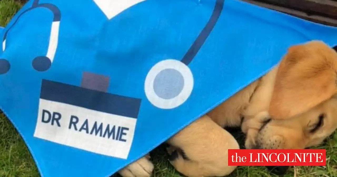 Meet Dr Rammie: Lincolnshire's newest qualified therapy dog