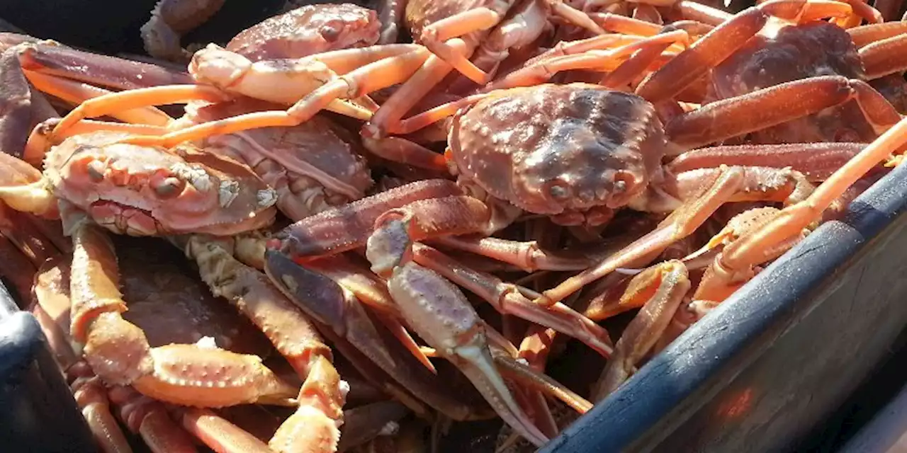 Price Set for Snow Crab ‘Economic Bombshell’ for Province: FFAW