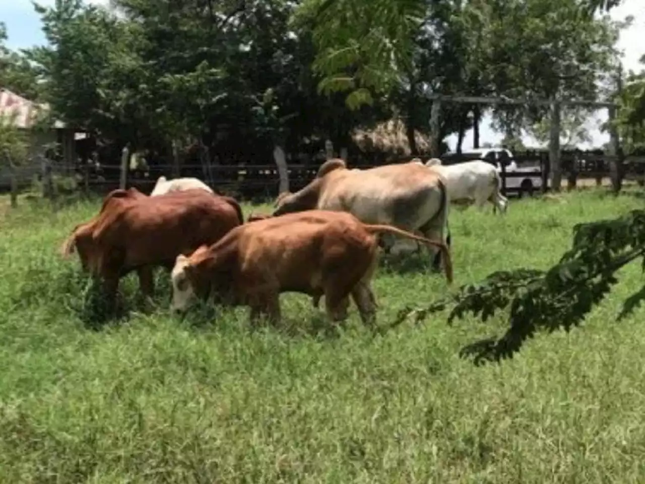 Buscan plan para evacuar animales de la zona de influencia del volcán Nevado del Ruiz