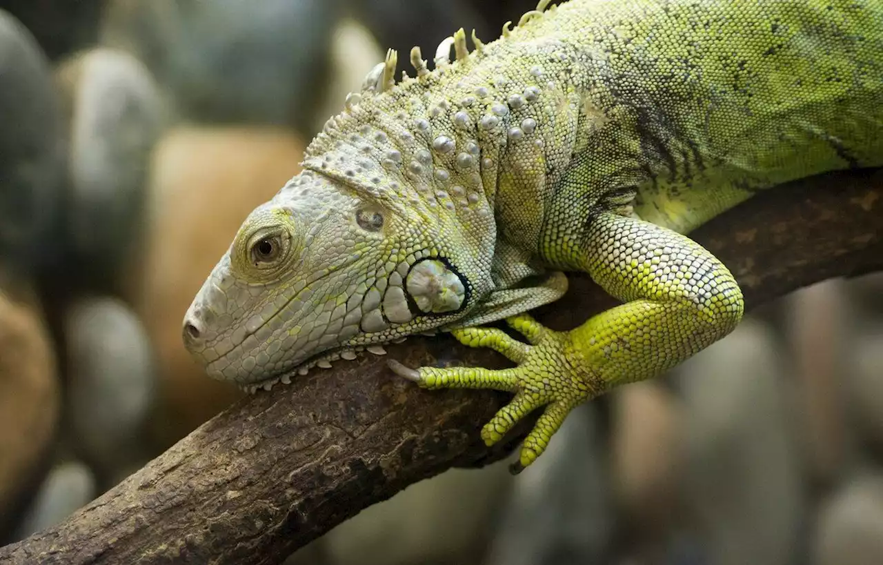 Une enfant se fait mordre par un iguane et développe une infection rare