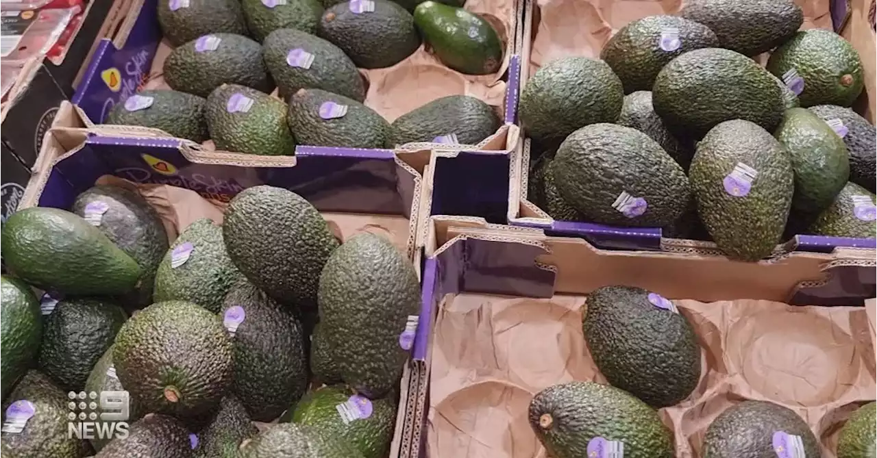 Avocado prices drop in supermarkets due to Queensland over supply