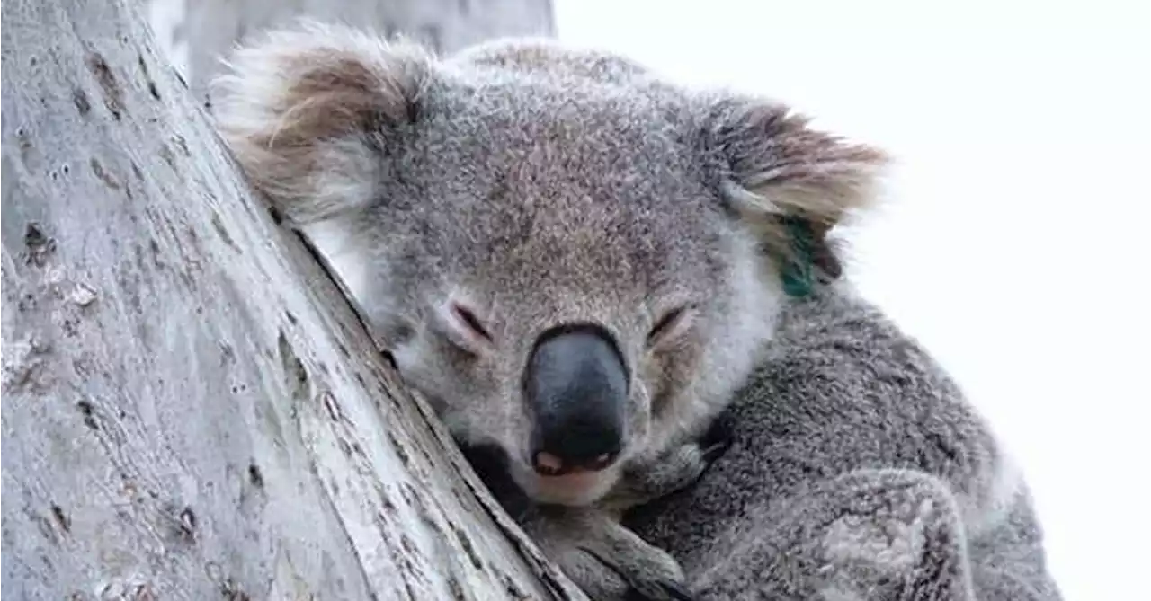 Animal hospital investigating the death of much-loved koala