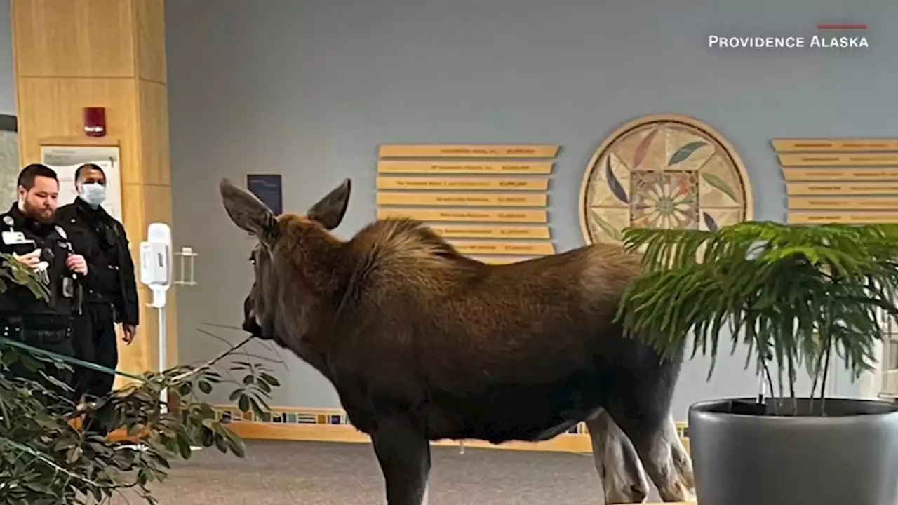 Moose on the loose in Alaska hospital stops to snack on lobby plants