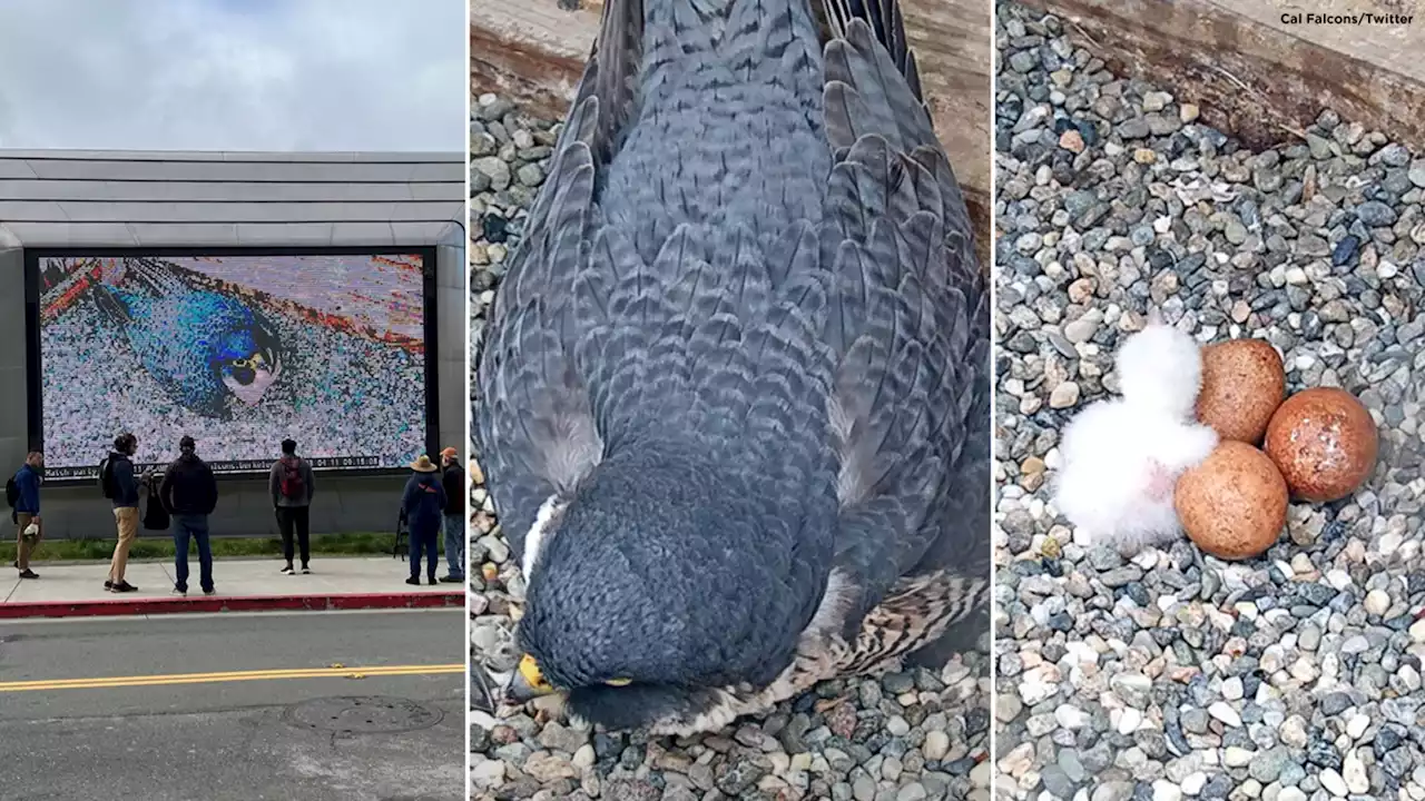 Berkeley holds watch party Tuesday as peregrine falcon hatchlings expected