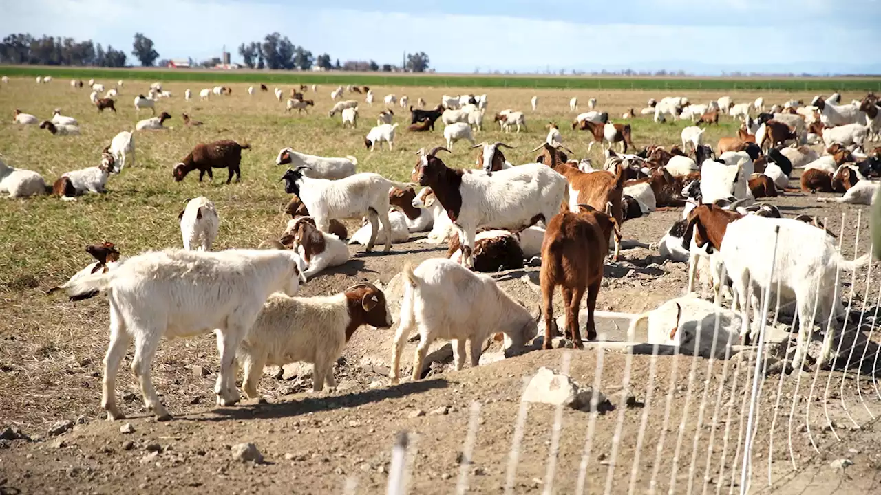 Rediscovering the old ways with grazing goats