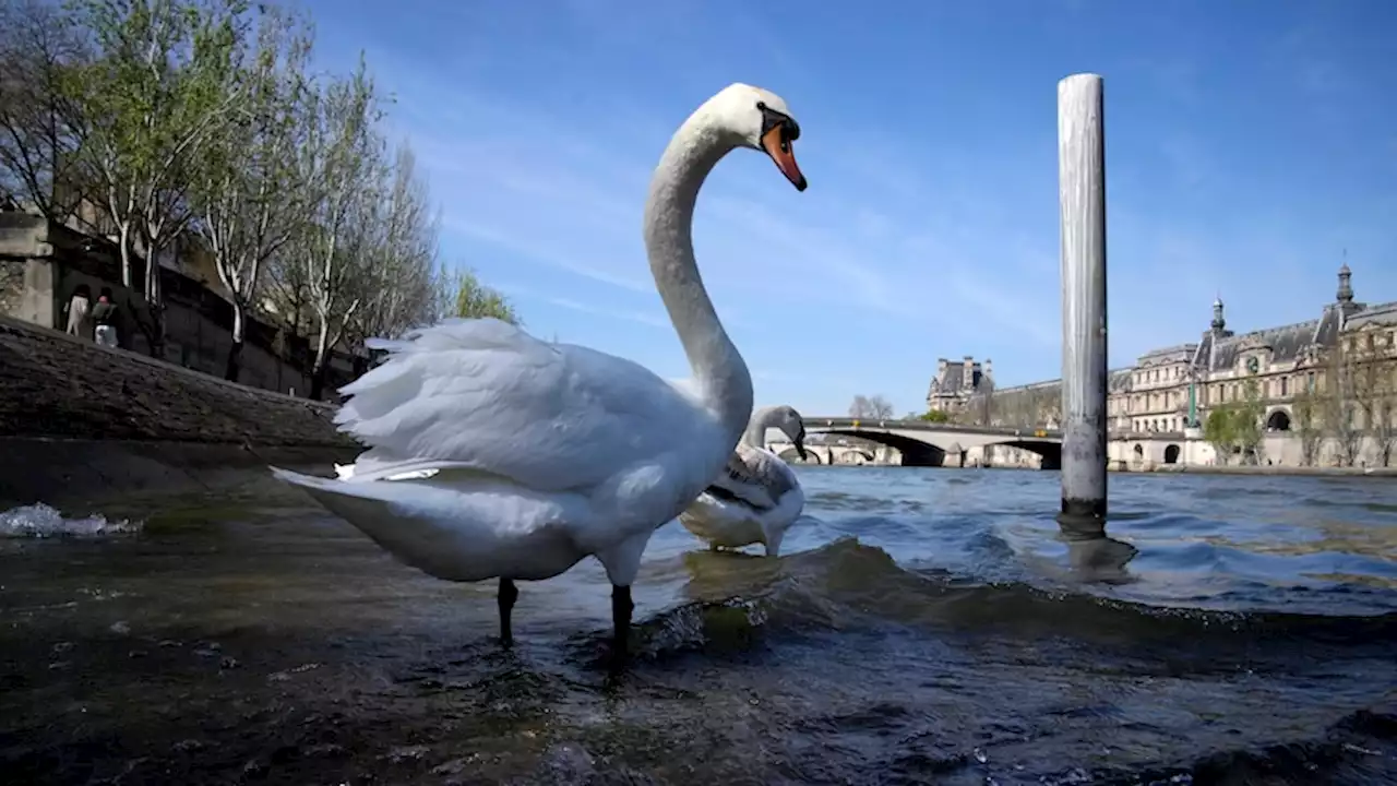 'Beginning of a movement': Clean-up of River Seine underway ahead of Olympic stage