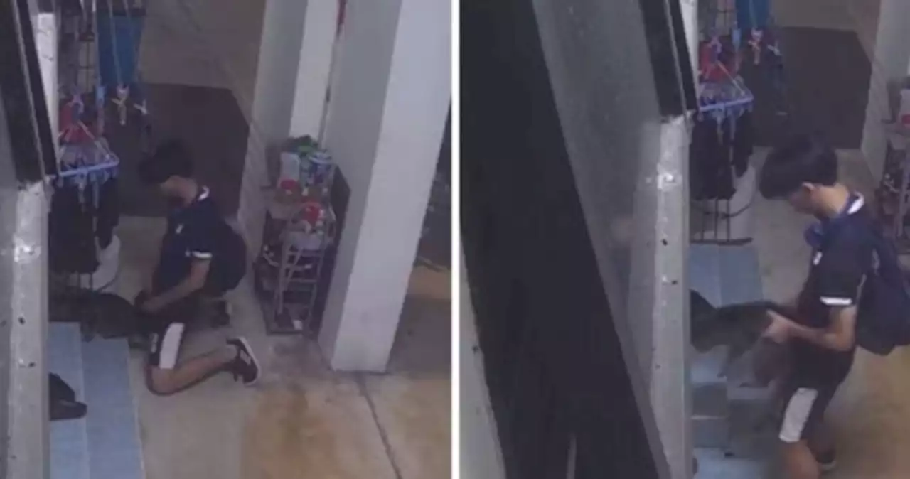 'Sick b******': Boy caught on CCTV humping cat along Bukit Panjang HDB flat corridor