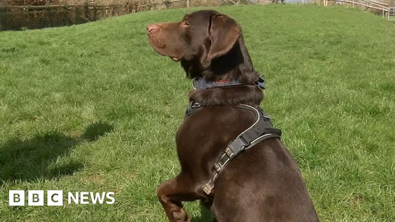 Dog 'addicted to alcohol' a first for Devon animal trust