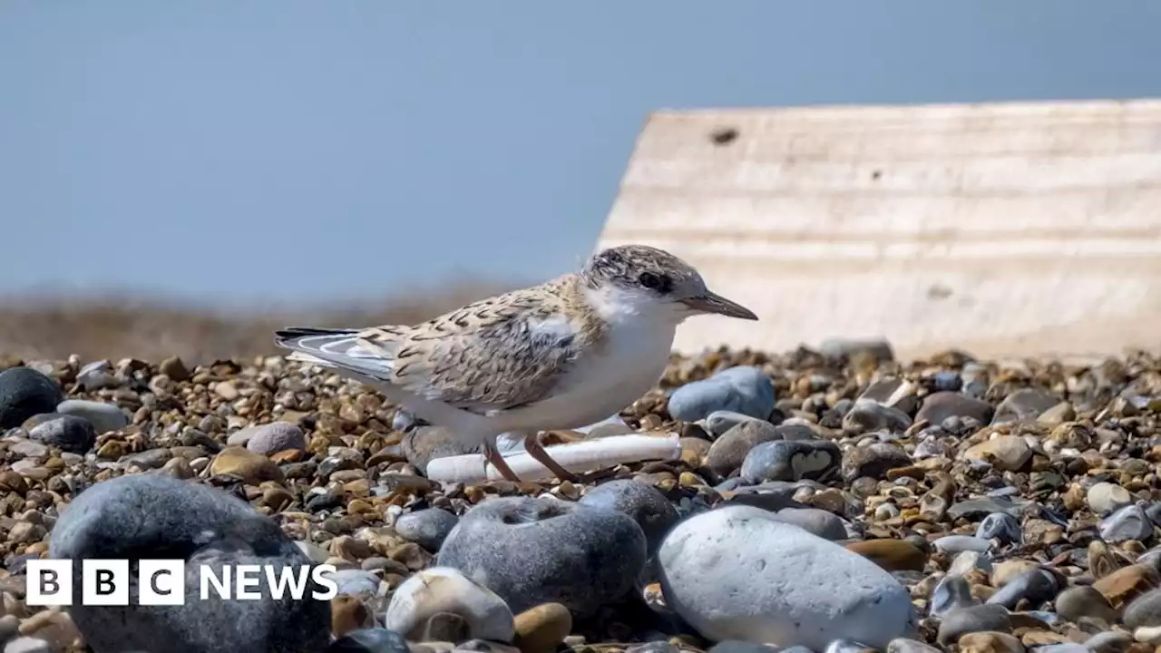 Blakeney Point: 'Vital' nature reserve stars in Attenborough show