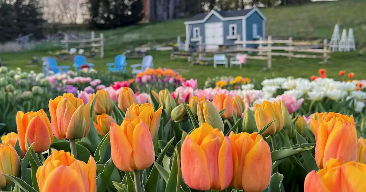 You can pick your own tulips at a farm near Toronto next month