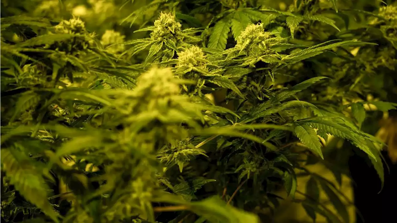 Bericht: Lauterbach plant legalen Besitz von 25 Gramm Cannabis