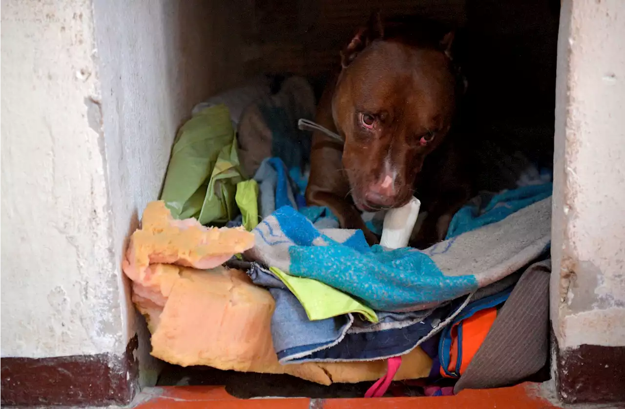 ¿Cómo salvar a los animales ante la posible erupción del Volcán Nevado del Ruiz?