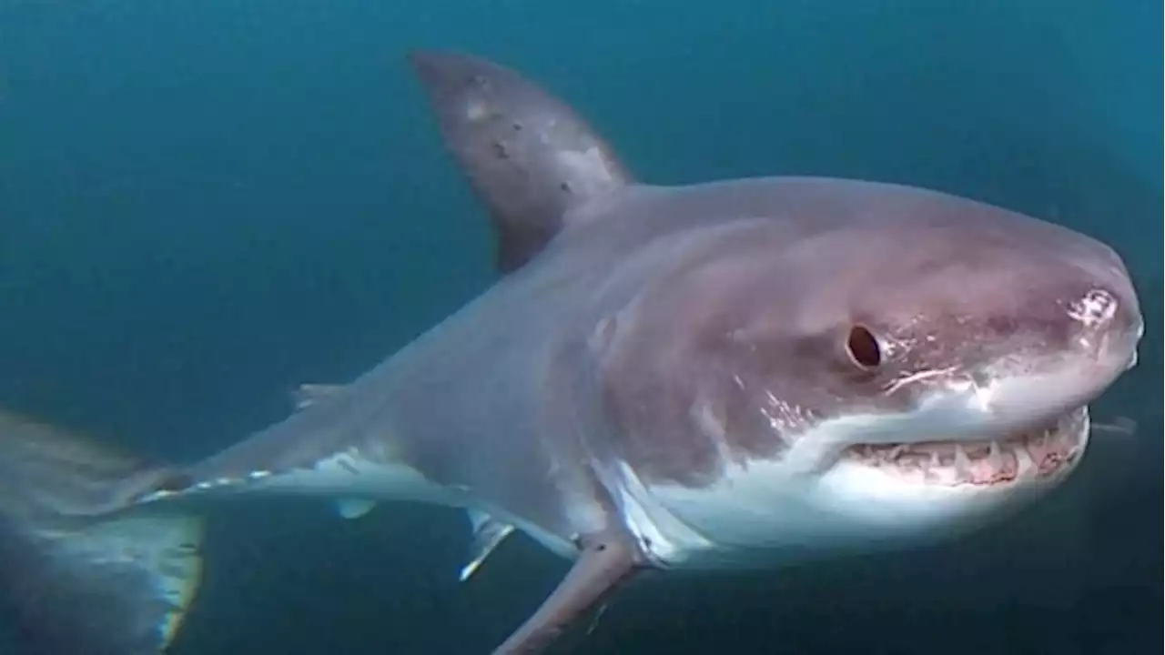 Cage diving with great white sharks coming to Nova Scotia's South Shore | CBC News