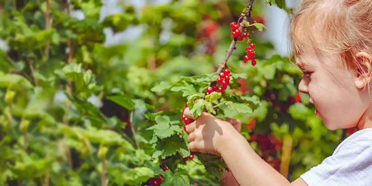 Blüht nicht nur mit grünem Daumen: Beeren-Vielfalt für den eigenen Garten